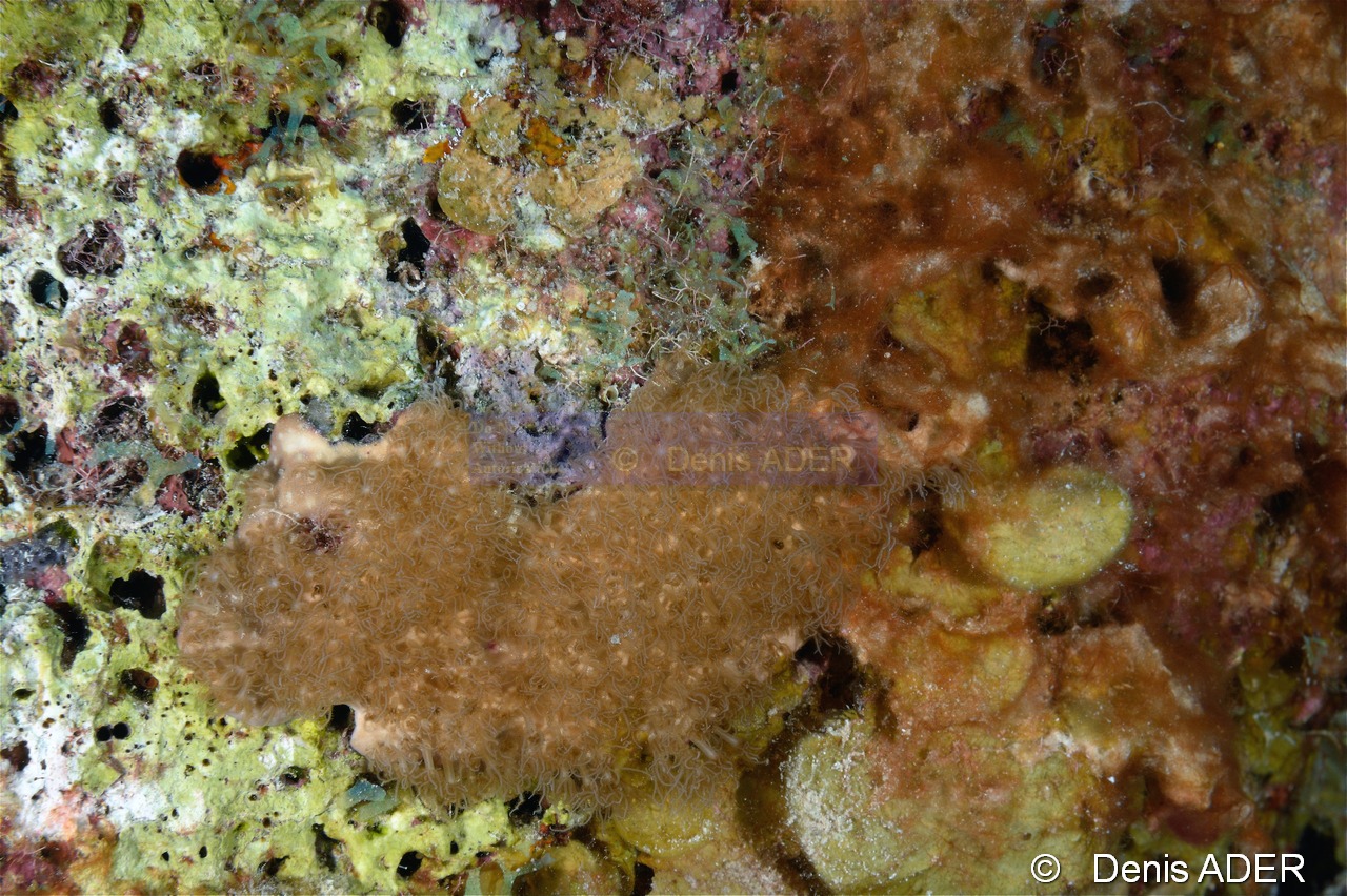 Erythropodium caribaeorum Gorgone encroutante beige-Bonaire South Bay-22m-20180218-Denis-ADER-DSC_6486_tn.jpg
